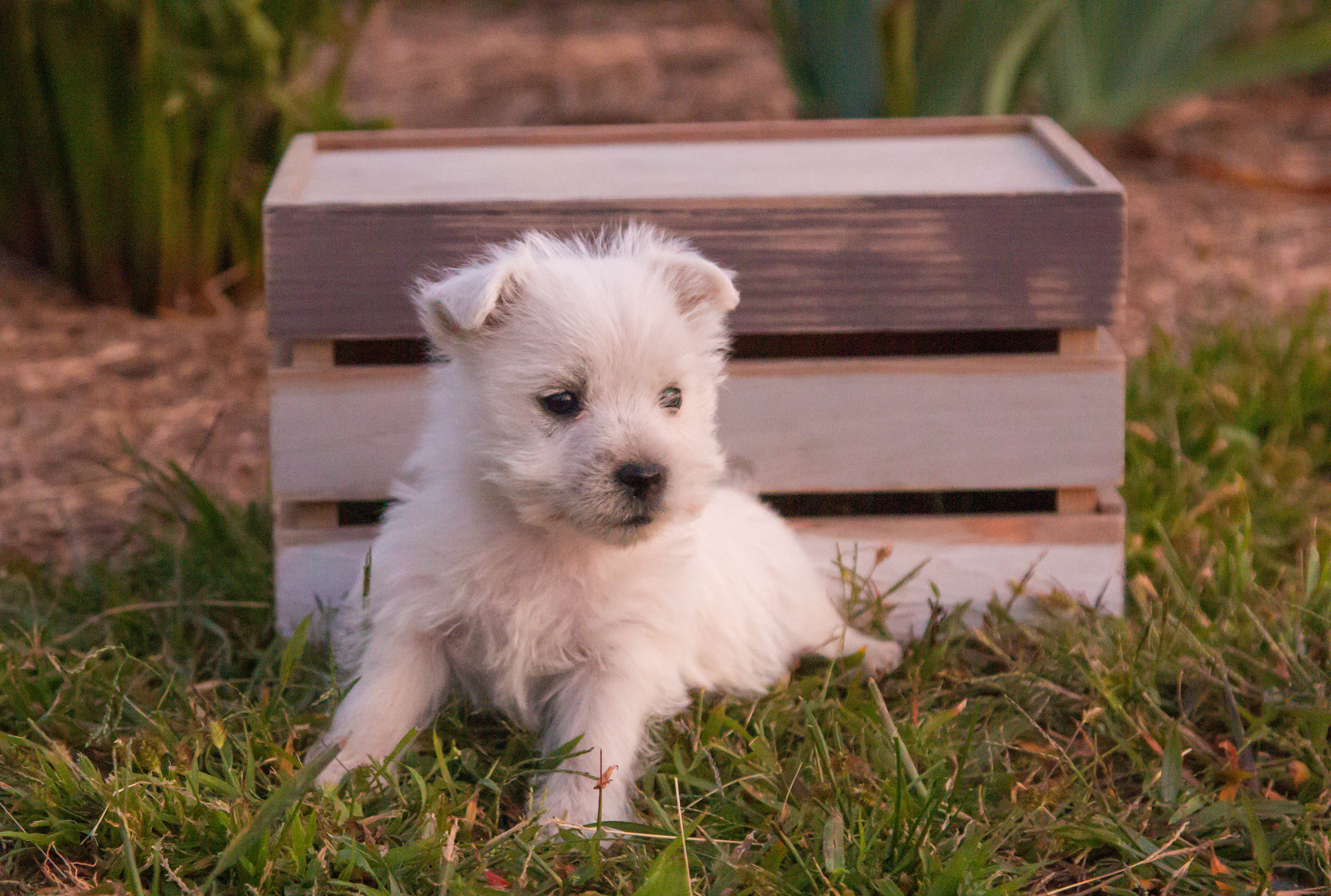 puppy, for, sale, West Highland White Terrier, Amos B. King, dog, breeder, Romney, WV, dog-breeder, puppy-for-sale, forsale, nearby, find, puppyfind, locator, puppylocator, aca